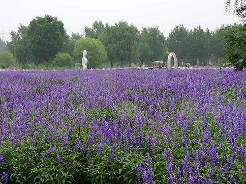 蓝调薰衣草庄园在哪里（你好请问你的熏衣草怎么样了，在北京好种活吗）
